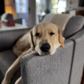 Milo the golden retriever